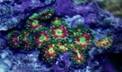 zoas.JPG