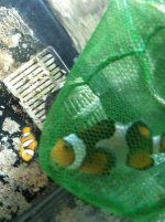 ImageUploadedByTapatalk1322601972.663092.jpg ImageUploadedByTapatalk1322601972.663092.jpg