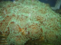Coral branch hammer.jpg