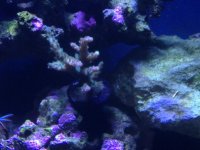 verde acropora.jpg