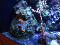 clownfish1.jpg