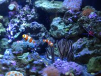 clownfish2.jpg