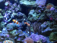 clownfish2.jpg