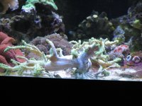 Corals 027.JPG