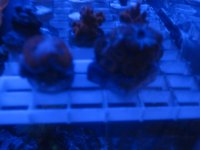 acan.jpg