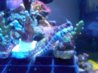 Red Spotted Blenny1.jpg