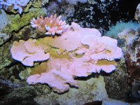 pink caprsz_frags_1-20-12_010.jpg pink caprsz_frags_1-20-12_010.jpg