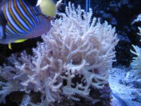 green nepthiarsz_frags_1-20-12_002.jpg