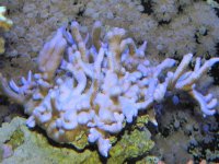 purple digirsz_frags_1-20-12_011.jpg