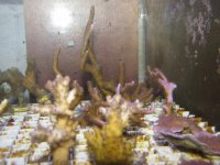frags4_frags_1-20-12_007.jpg