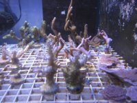 frags 1rsz_frags_1-20-12_004.jpg