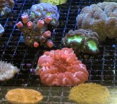 Mixed Corals.jpg