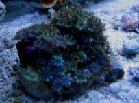 Symposium coral.jpg