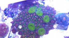 NucGreenPrattZoa.JPG