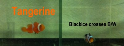Tangerine and BlackIce crosses B-W.jpg
