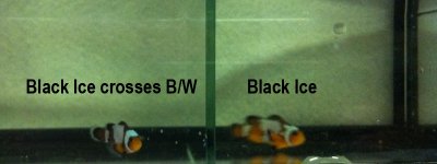 Black Ice crosses O-W and Black Ice.jpg