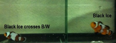 Black Ice crosses B-W b.jpg