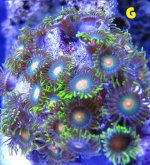 G.JPG