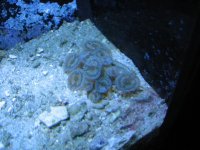 reef 213.jpg