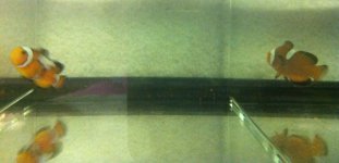 Black Ice on the Left A.jpg