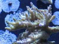 reef 017.jpg