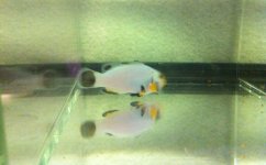 Platinum at hand XL B.jpg