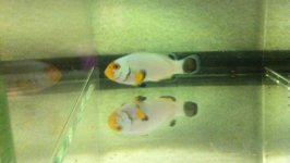 Platinum at hand XL.jpg