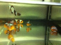 Black Ice Type fish I bought to the swap B.jpg.jpg