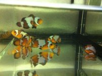 Black Ice Type fish I bought to the swap C.jpg.jpg