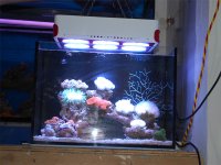 my tank05.jpg