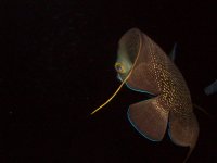 MY FISH---9-19-2011 029.jpg