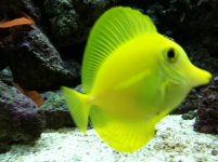 Yellow Tang.jpg Yellow Tang.jpg