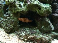 Swissguard Basslet.jpg Swissguard Basslet.jpg