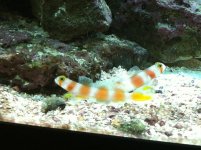 Pair of Pinkbar Gobies.jpg Pair of Pinkbar Gobies.jpg