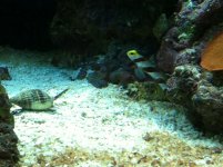 Hi-fin Red banded goby with Tiger Pistol Shrimp.jpg Hi-fin Red banded goby with Tiger Pistol Shrimp.jpg