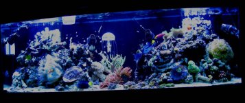 Jelly Fish FTS.jpg