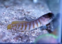 tiger_jawfish.jpg