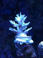 Corals 12-7-11 005.jpg