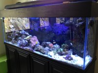 Tank-Stand-Hood (3).jpg