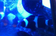 BW Clown 2 yrs old A.jpg