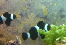 BW Clowns 2 yrs old B.jpg