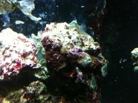 Polyps.jpg