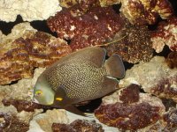 SALTWATER FISH 014.jpg