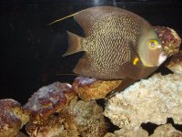SALTWATER FISH 016.jpg