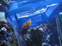 Necked clownfish baby 019.JPG
