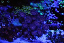 zoas.jpg