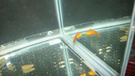 naked clownfish 004.jpg