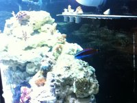 ImageUploadedByReefs1333502533.320122.jpg