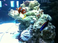 ImageUploadedByReefs1333502567.821765.jpg