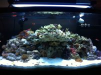 ImageUploadedByReefs1333502792.159998.jpg